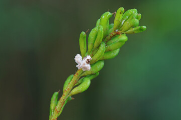 Hemiptera wax Cicadellidae insects on wild plants, North China