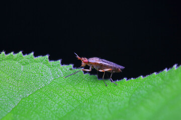 Flies on wild plants, North China