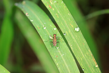 Insects inhabit wild plants, North China