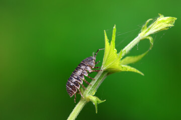 Rat woman in the wild, North China