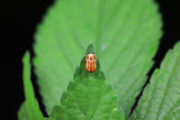 Leaf beetle on wild plants, North China