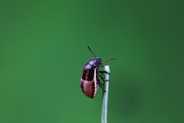 Hemiptera bugs in the wild, North China