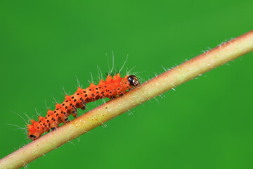 Lepidoptera larvae in the wild, North China