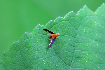 Flies on wild plants, North China