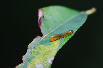 Leaf bee larvae on wild plants, North China