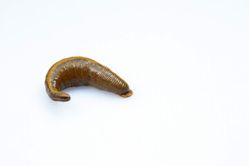Leeches on a white background