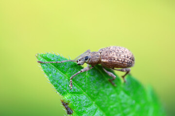 Weevil on wild plants, North China