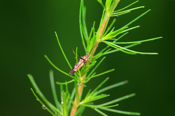 Lepidoptera insects in the wild, North China