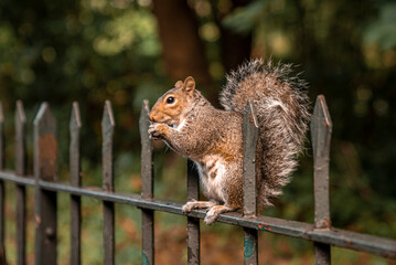 Close-up of small hungry squirrel with fluffy tail eating nut on spikes fence, Fluffy squirrel perched on fence