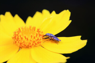 Flies on wild plants, North China
