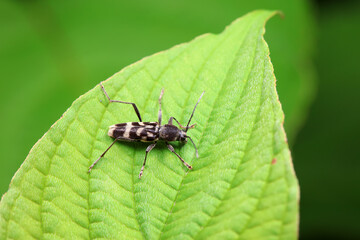 Longicorn on wild plants, North China