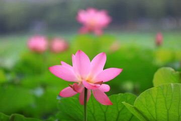 Fototapeta premium Beautiful lotus in the pond, North China