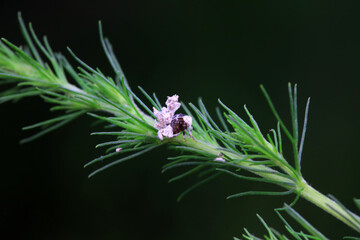Hemiptera wax Cicadellidae insects on wild plants, North China