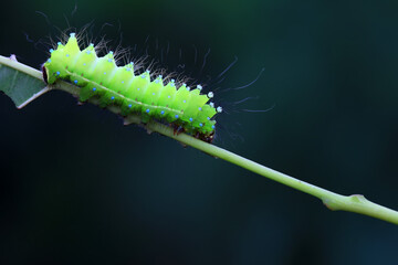 Lepidoptera larvae in the wild, North China