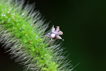 Hemiptera wax Cicadellidae insects on wild plants, North China