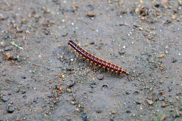 class diplopoda animal in the wild, North China