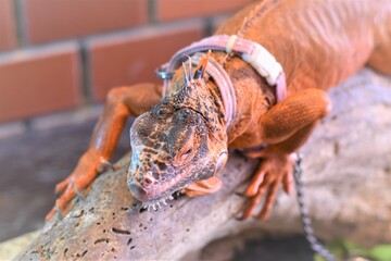 沖縄観光トカゲ