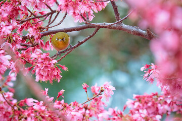 Cherry blossoms and white-eyes