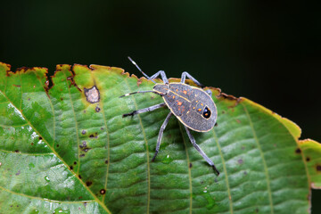 Hemiptera bugs in the wild, North China