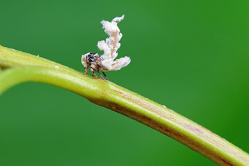 Hemiptera wax Cicadellidae insects on wild plants, North China