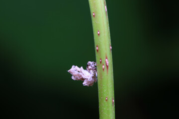 Hemiptera wax Cicadellidae insects on wild plants, North China