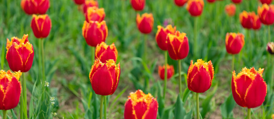 Fototapeta premium red flowers of fresh holland tulips in spring nature