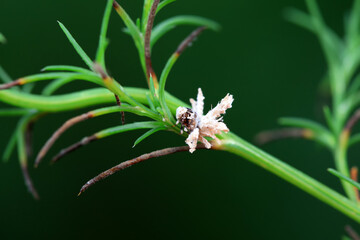 Hemiptera wax Cicadellidae insects on wild plants, North China