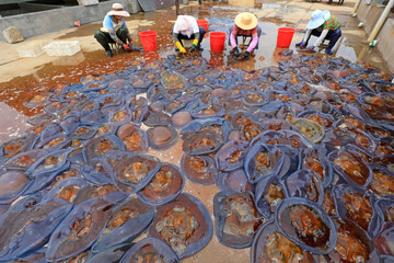 workers process jellyfish skin at a seafood processing plant, China