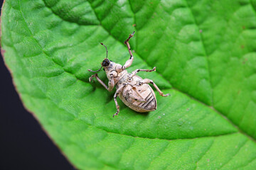 Weevil on wild plants, North China
