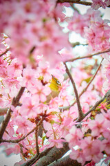 Cherry blossoms and white-eyes