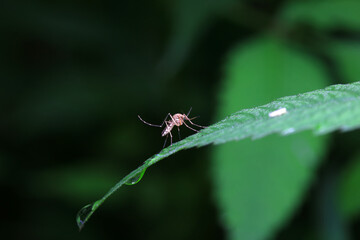 Fototapeta premium mosquito insect in the wild, North China