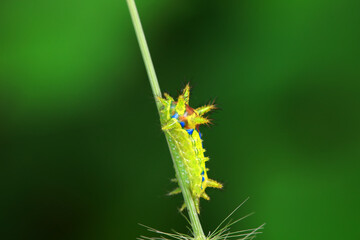 Lepidoptera larvae in the wild, North China