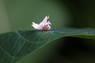 Hemiptera wax Cicadellidae insects on wild plants, North China