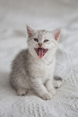 Fototapeta na wymiar Cute tabby Scottish short hair silver kitten. Dreaming kittens sleep on a bed under warm white blanket. Pets sleep at cozy home. Top down view web banner. Funny adorable pets cats. Postcard concept