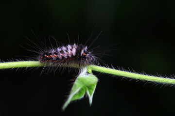 Lepidoptera larvae in the wild, North China