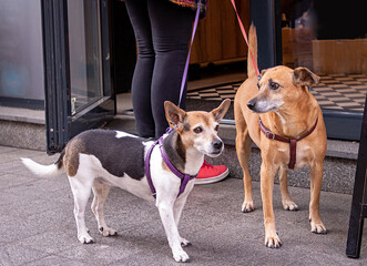 Pet dogs in city street