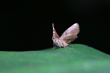 Lepidoptera insects in the wild, North China