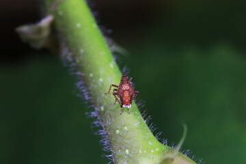 Hemiptera wax Cicadellidae insects on wild plants, North China