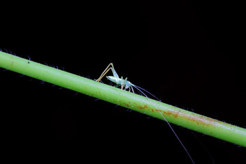 Katydid nymphs in the wild, North China