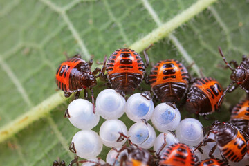 Hemiptera bugs in the wild, North China