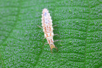 Chrysopid larvae - aphid lions in the wild, North China