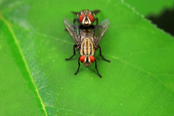 Flies on wild plants, North China
