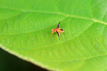 Flies on wild plants, North China