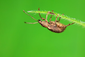 Weevil on wild plants, North China