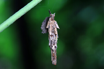 Lepidoptera larvae in the wild, North China