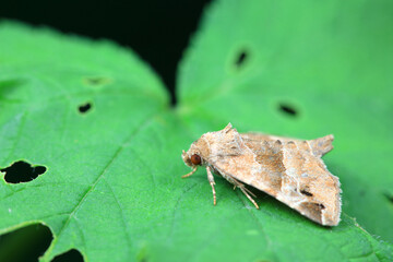 Lepidoptera insects in the wild, North China