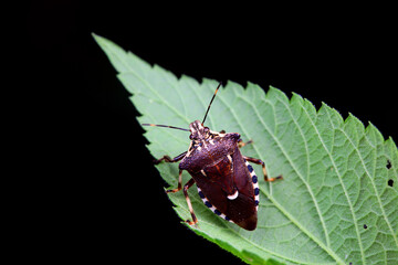 Hemiptera bugs in the wild, North China