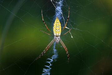 Spiders in the wild, North China