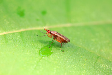 Obraz premium Flies on wild plants, North China