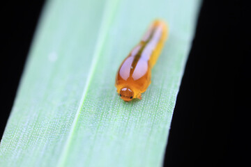 Leaf bee larvae on wild plants, North China